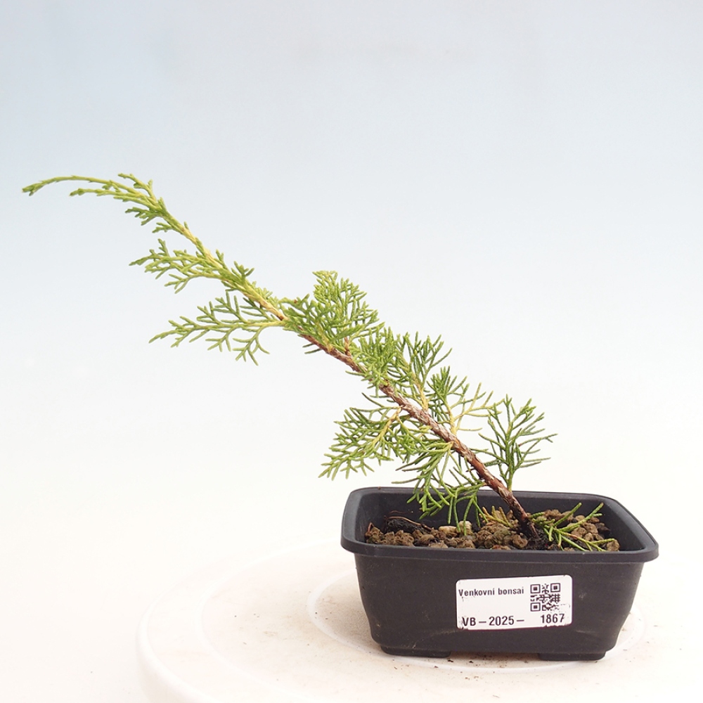 Venkovní bonsai - Juniperus chinensis Itoigawa -Jalovec čínský