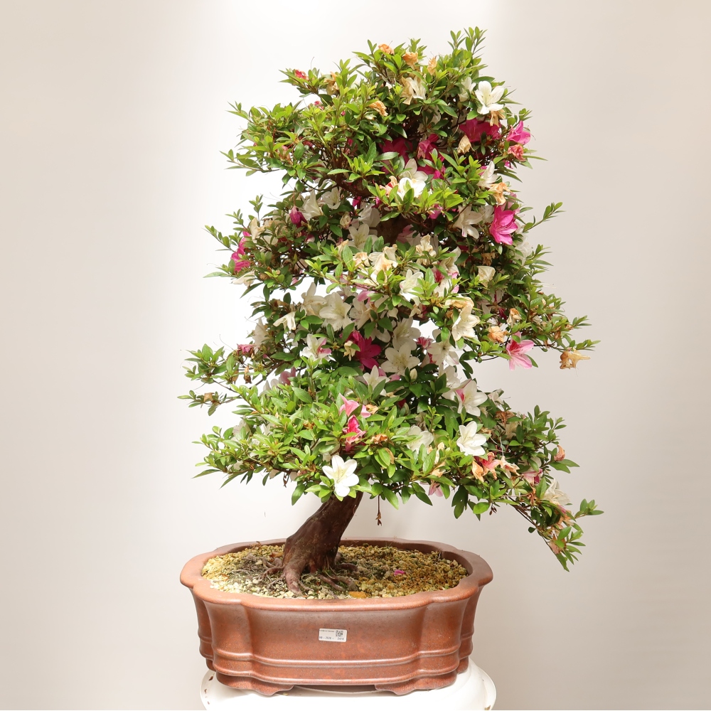 Venkovní bonsai - Japonská azalka - Azalea Shunen