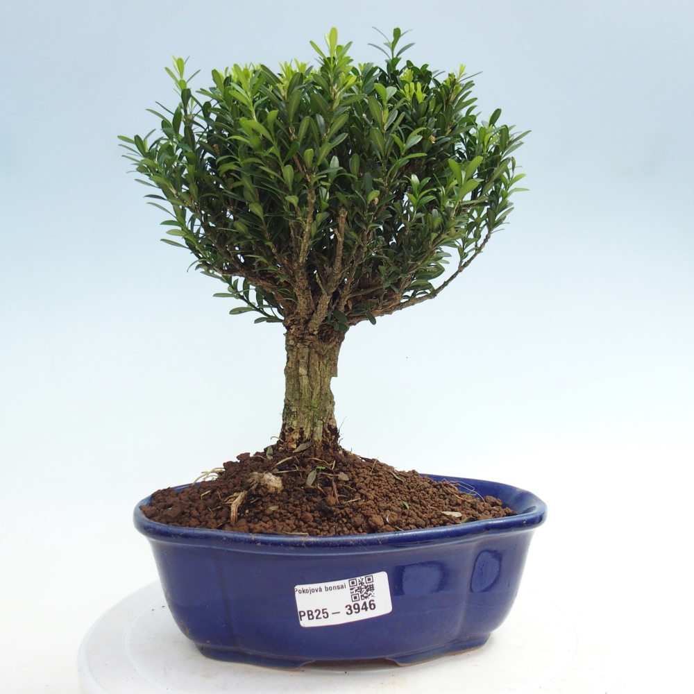 Pokojová bonsai - Buxus harlandii - korkový buxus