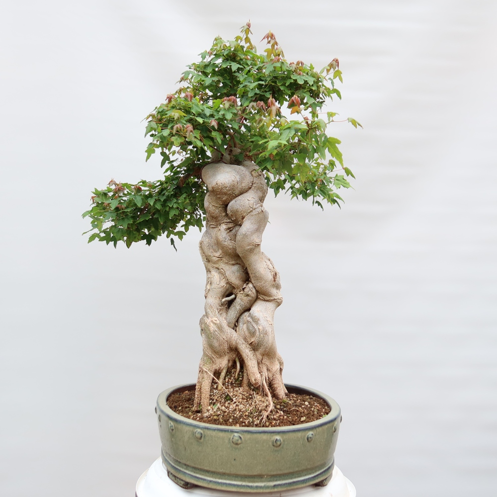Venkovní bonsai - Javor Burgerův - Acer Burgerianum 