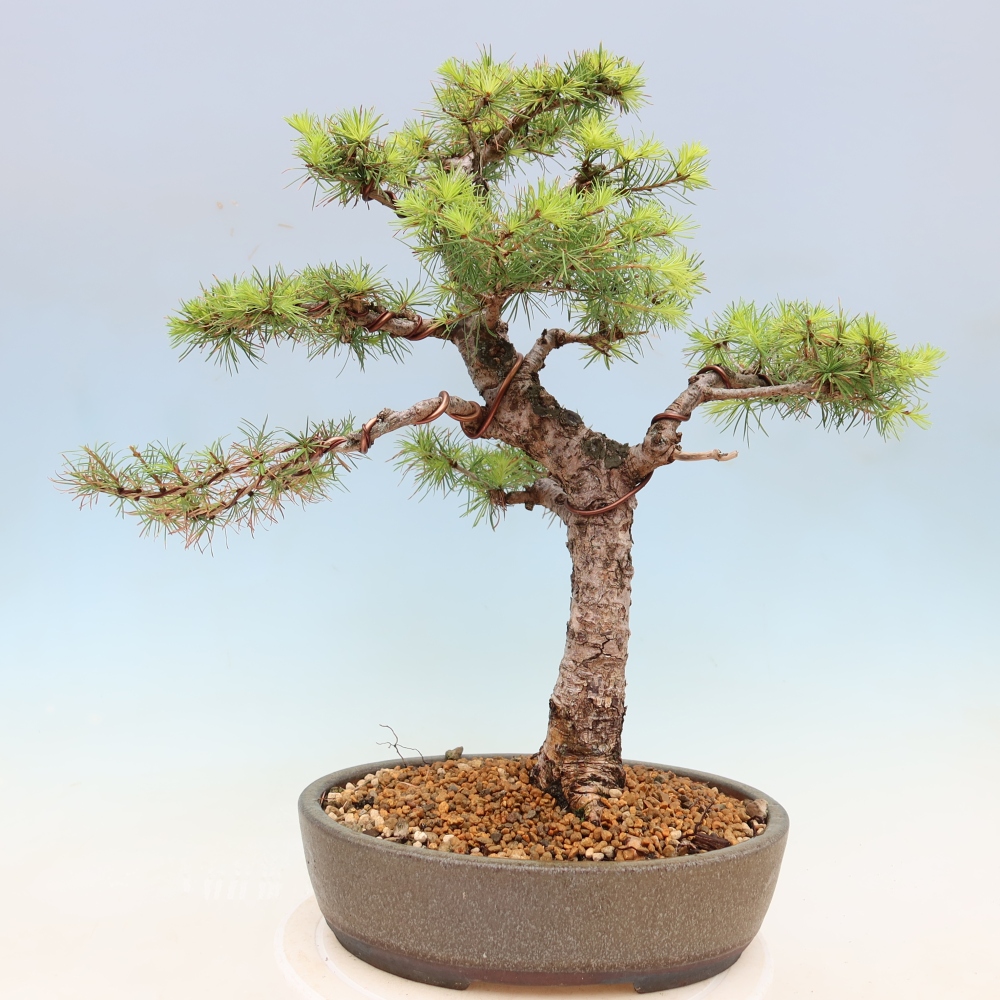 Venkovní bonsai -Larix decidua - Modřín opadavý 