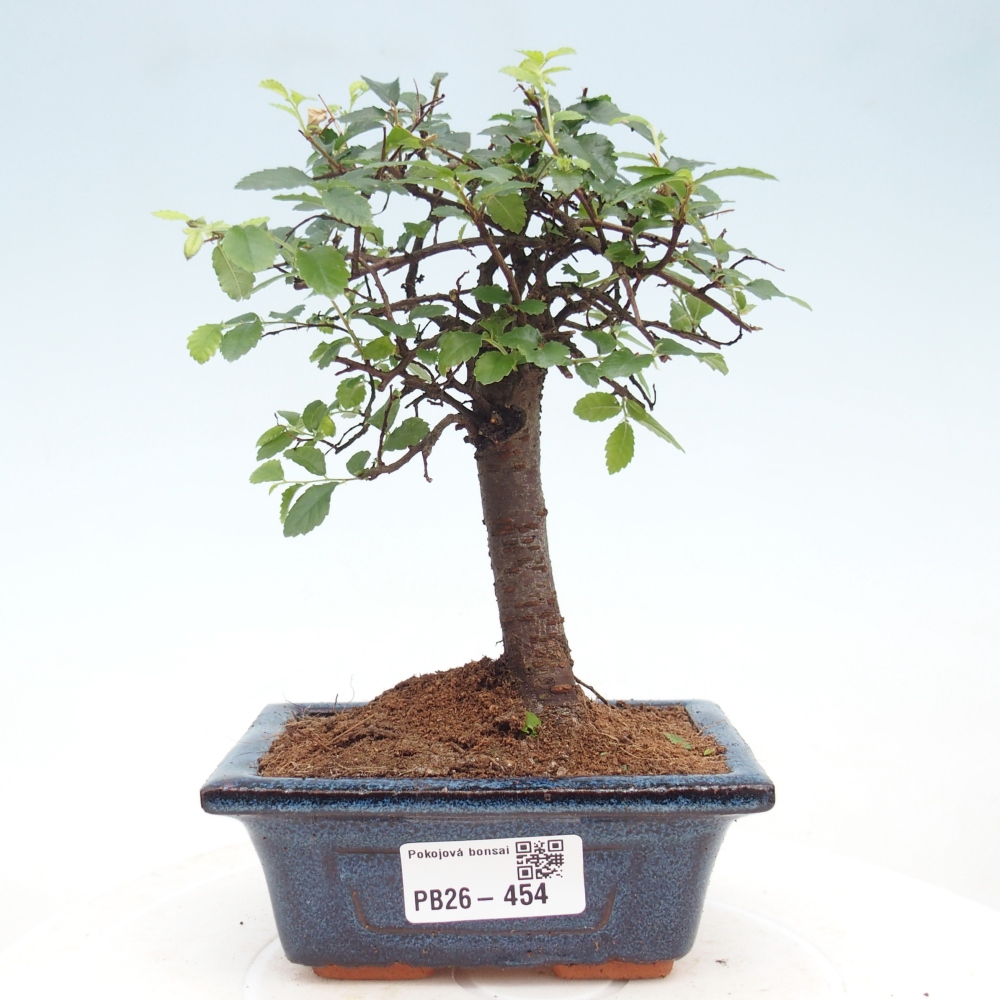 Pokojová bonsai - Ulmus parvifolia - Malolistý jilm