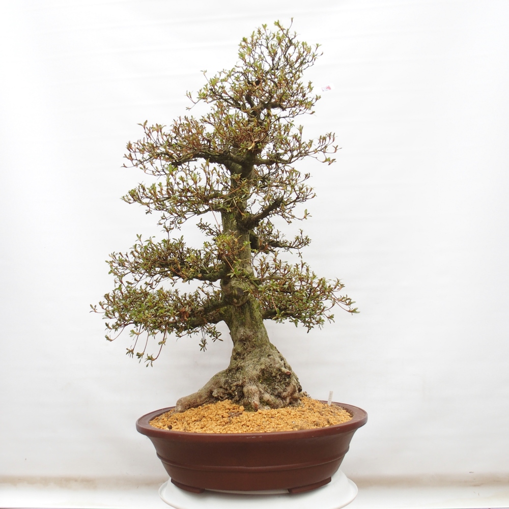 Venkovní bonsai - Japonská azalka - Azalea Kinu-no-Hikari
