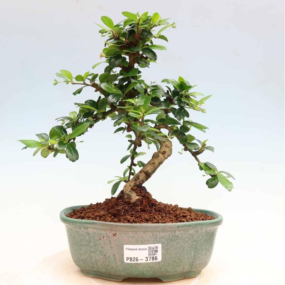 Pokojová bonsai - Carmona macrophylla - Čaj fuki