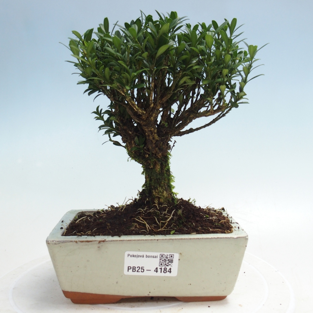 Pokojová bonsai - Buxus harlandii -korkový buxus