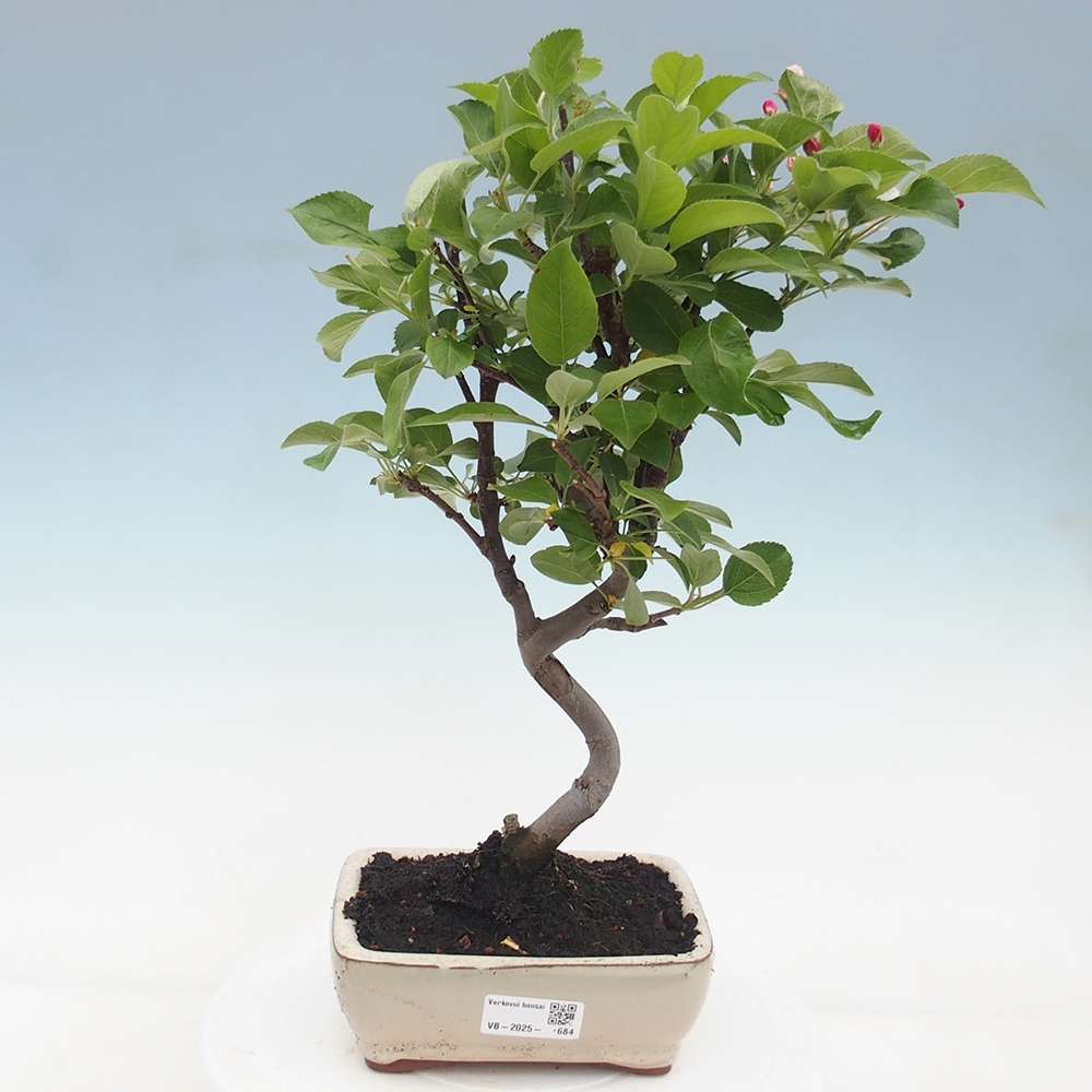 Venkovní bonsai -Malus halliana - Maloplodá jabloň
