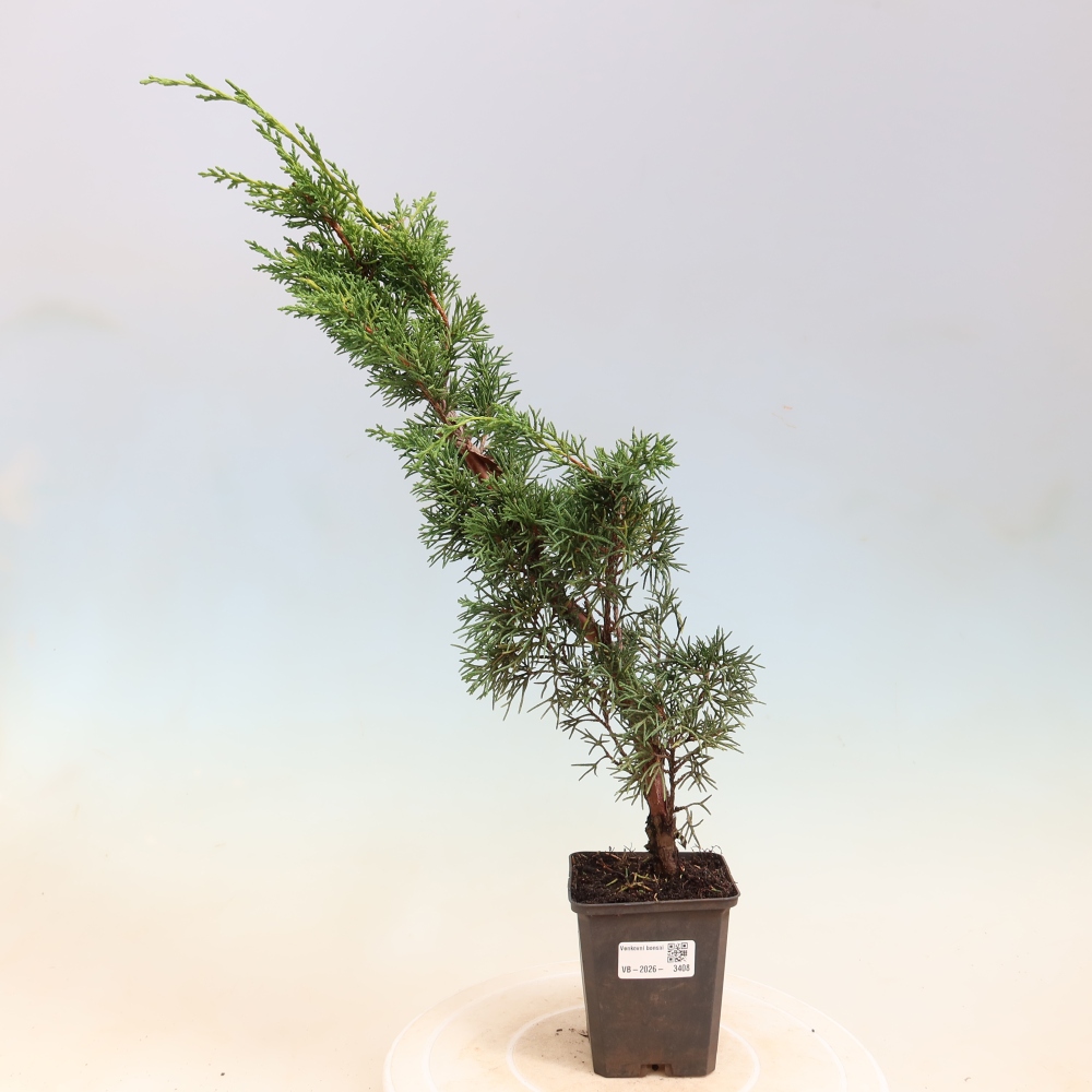 Venkovní bonsai - Juniperus chinensis Kishu -Jalovec čínský