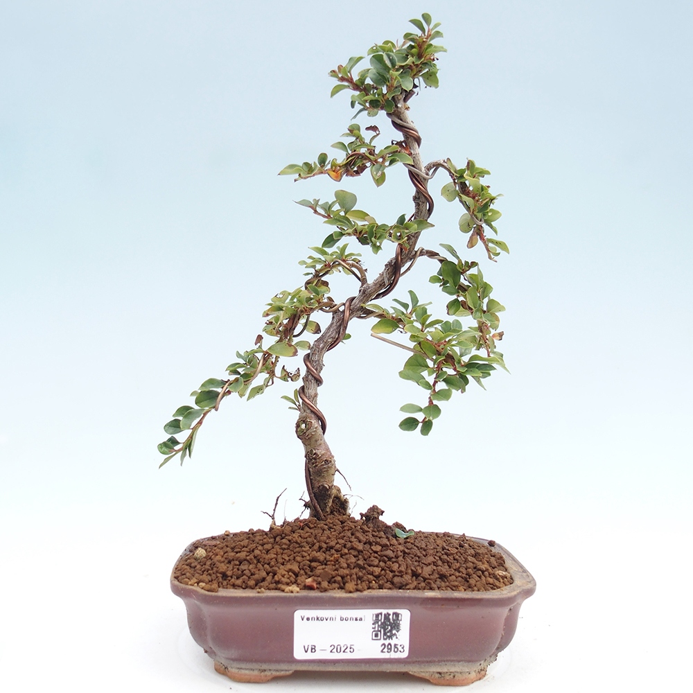 Venkovní bonsai - Cotoneaster horizontalis - Skalník