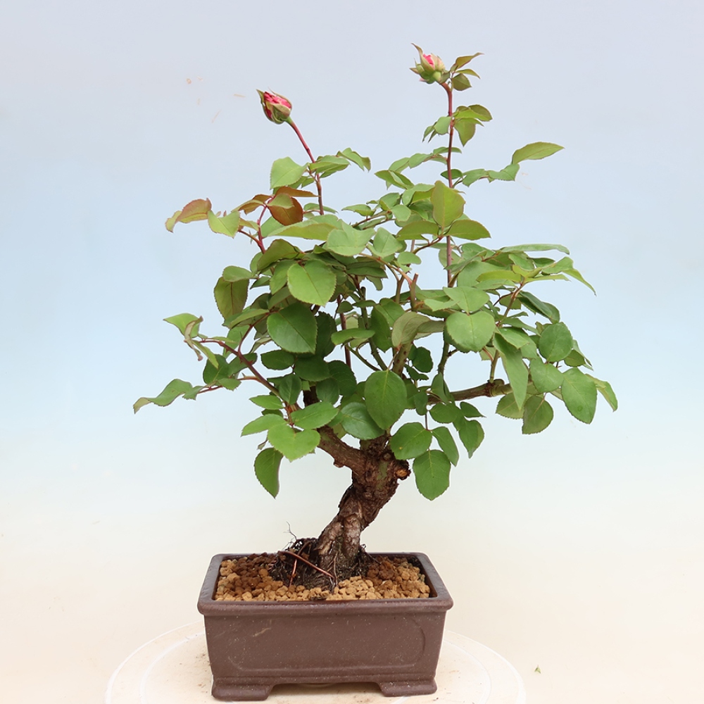 Venkovní bonsai - Rosa Kordes -  růže