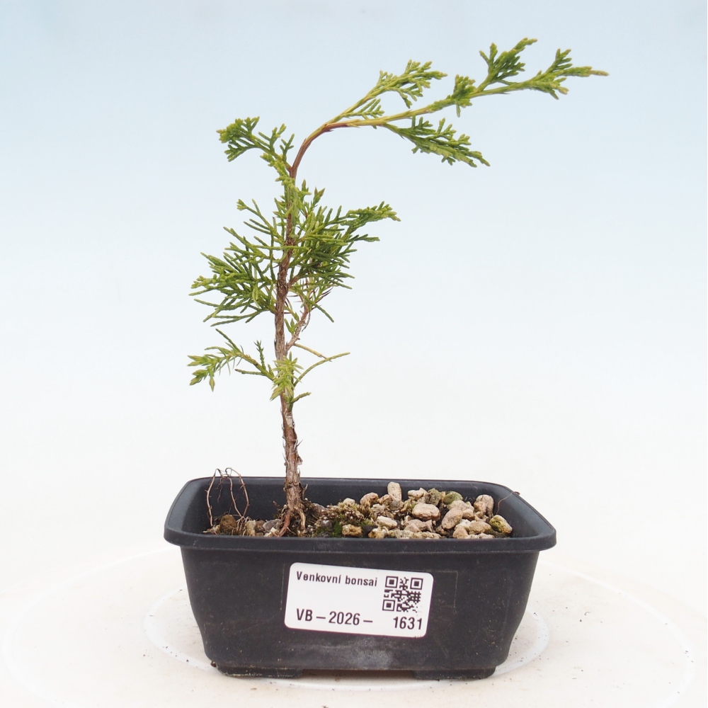 Venkovní bonsai - Juniperus chinensis Itoigawa -Jalovec čínský
