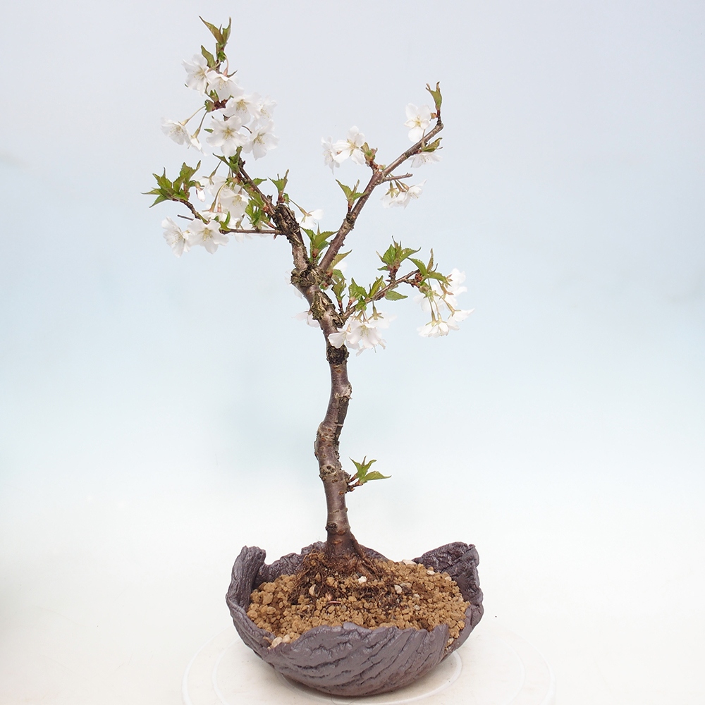Venkovní bonsai - Prunus incisa Kojou-no mai-Slivoň vyříznutá