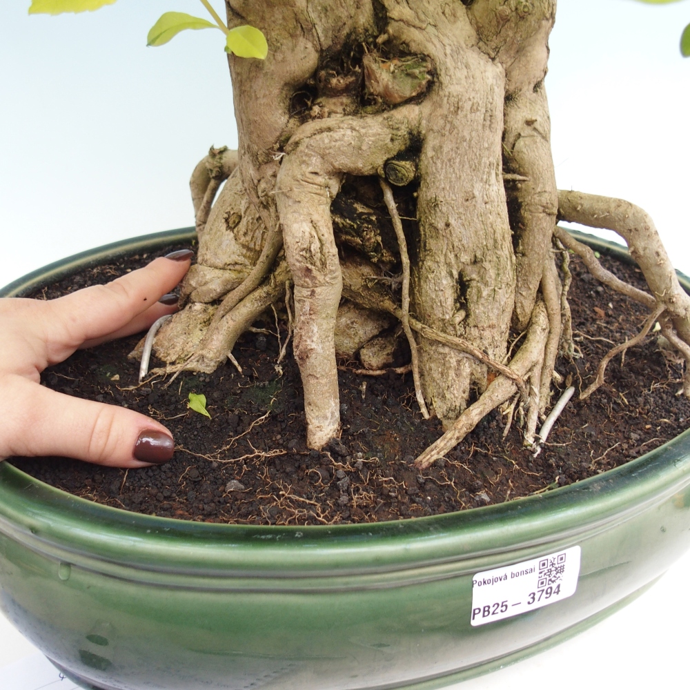 Pokojová bonsai - Duranta erecta Aurea - POUZE OSOBNÍ ODBĚR nebo paletová přeprava