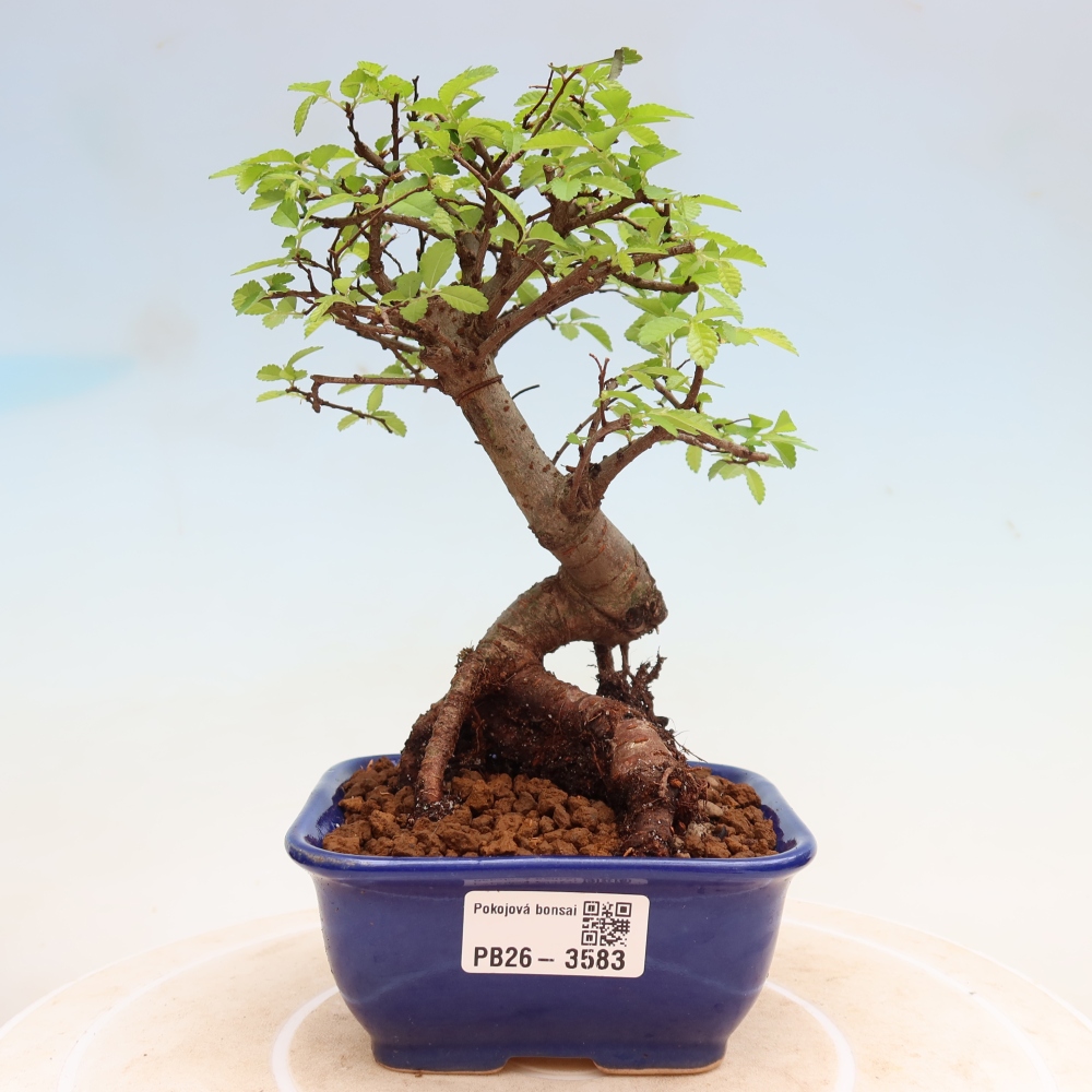 Pokojová bonsai - Ulmus parvifolia - Malolistý jilm