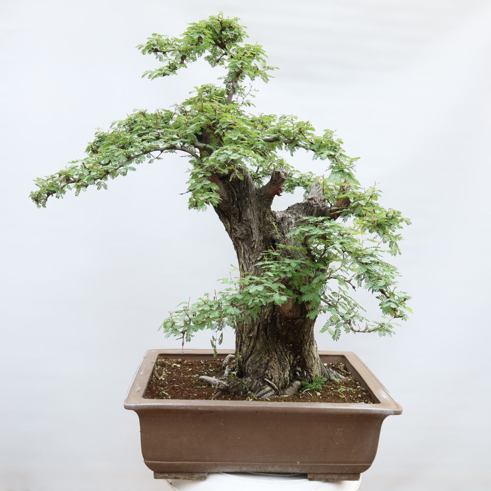 Pokojová bonsai - Akacia Arabica