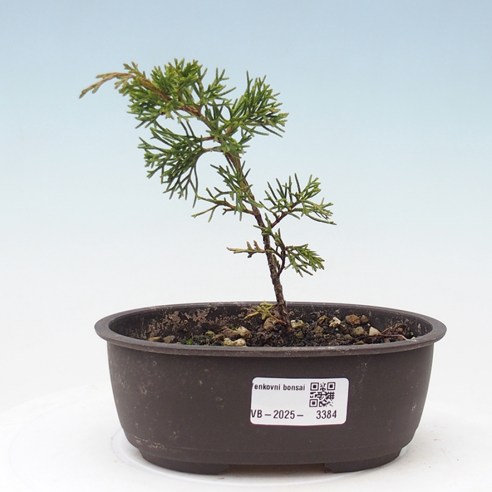 Venkovní bonsai - Juniperus chinensis Itoigawa -Jalovec čínský