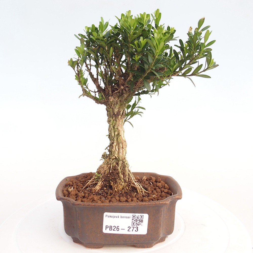 Pokojová bonsai - Buxus harlandii -korkový buxus