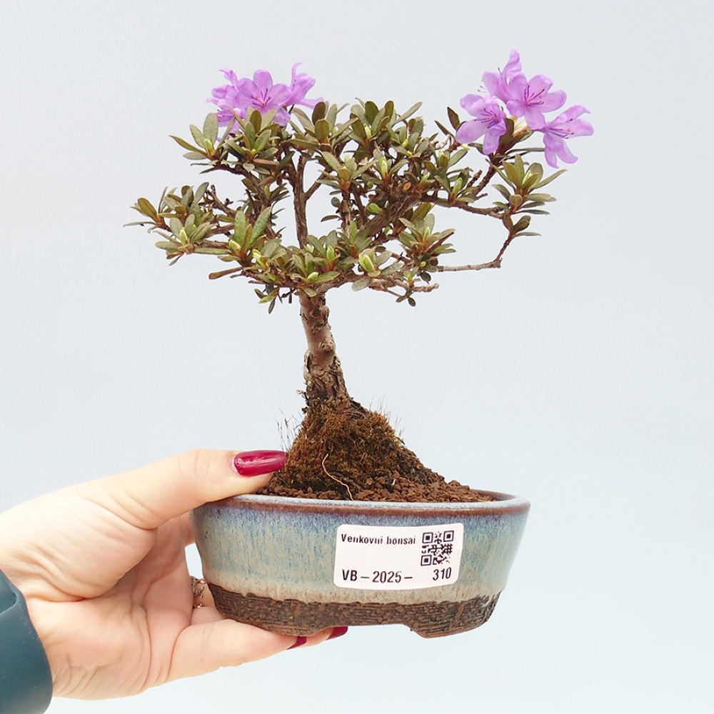 Venkovní bonsai - Rhododendron - pěnišník