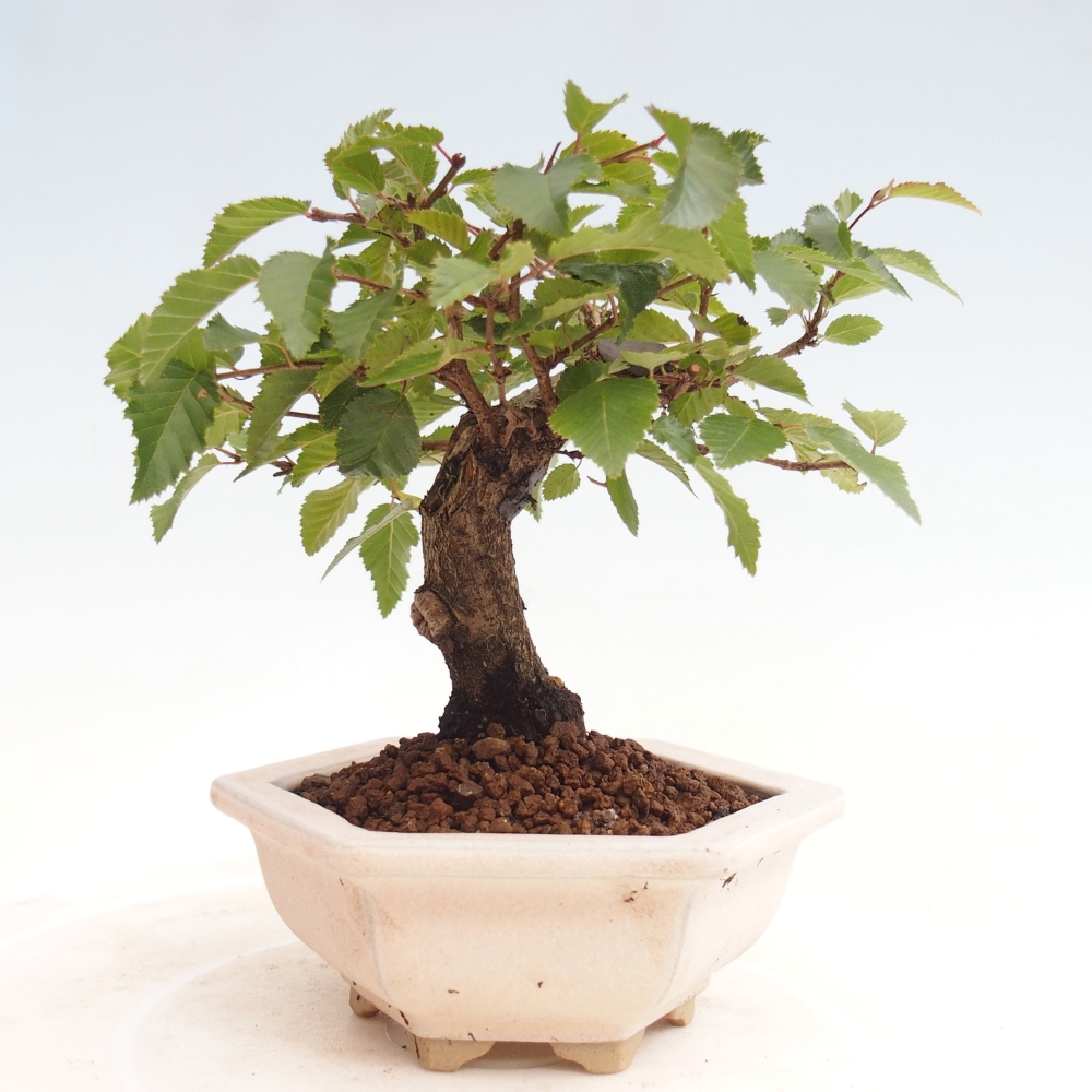 Venkovní bonsai -Carpinus CARPINOIDES - Habr korejský