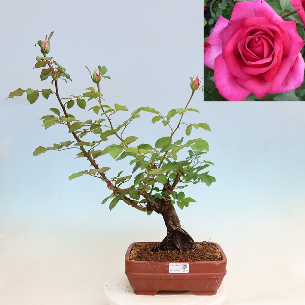 Venkovní bonsai - Rosa Kordes -  růže