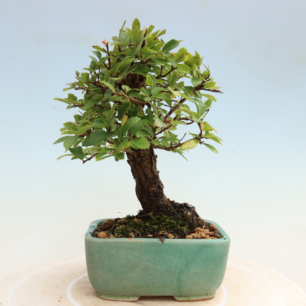 Venkovní bonsai - Zelkova - Zelkova NIRE