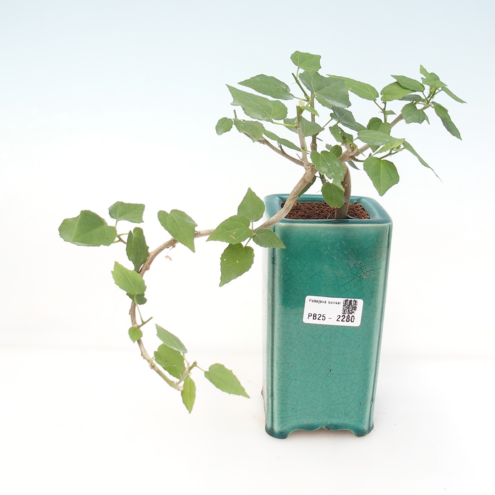 Pokojová bonsai - Malvaviscus arboreus - ibiškovec dřevnatý