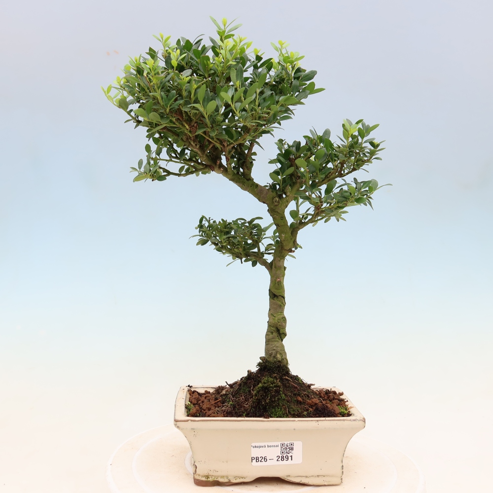 Pokojová bonsai - Ilex crenata - Cesmína