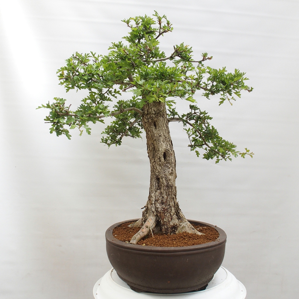 Venkovní bonsai - Hloh - Crataegus monogyna
