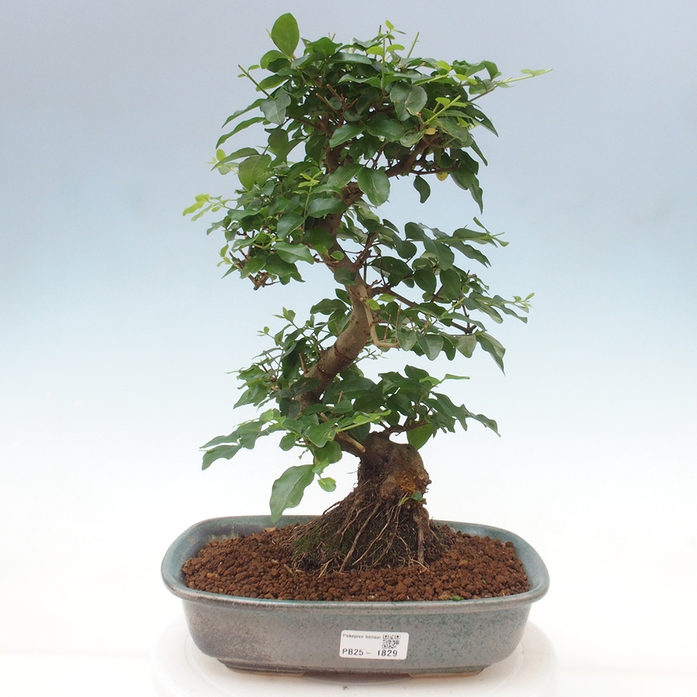 Pokojová bonsai -Ligustrum chinensis - Ptačí zob