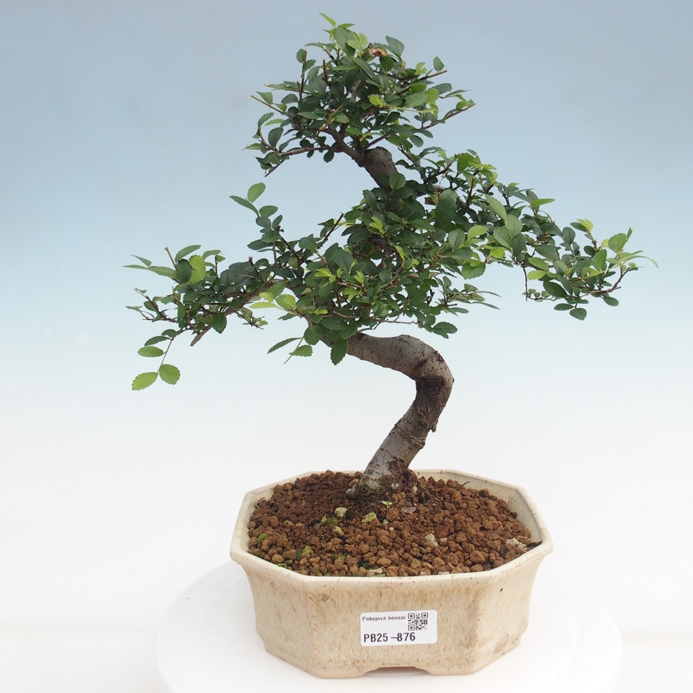 Pokojová bonsai - Ulmus parvifolia - Malolistý jilm