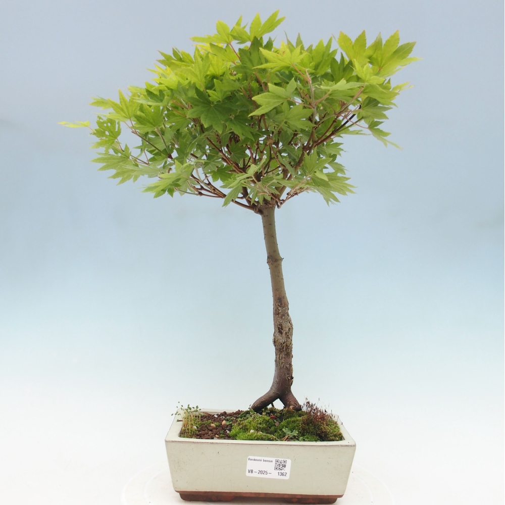 Venkovní bonsai - Javor palmatum katsura GISAN - Javor dlanitolistý