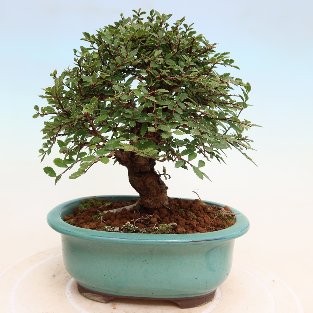 Venkovní bonsai - Zelkova - Zelkova NIRE