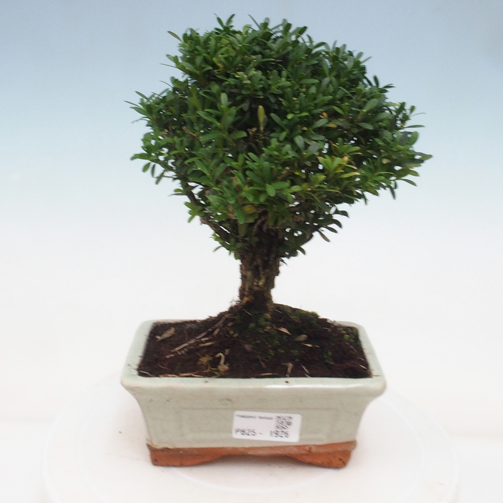 Pokojová bonsai - Buxus harlandii - korkový buxus