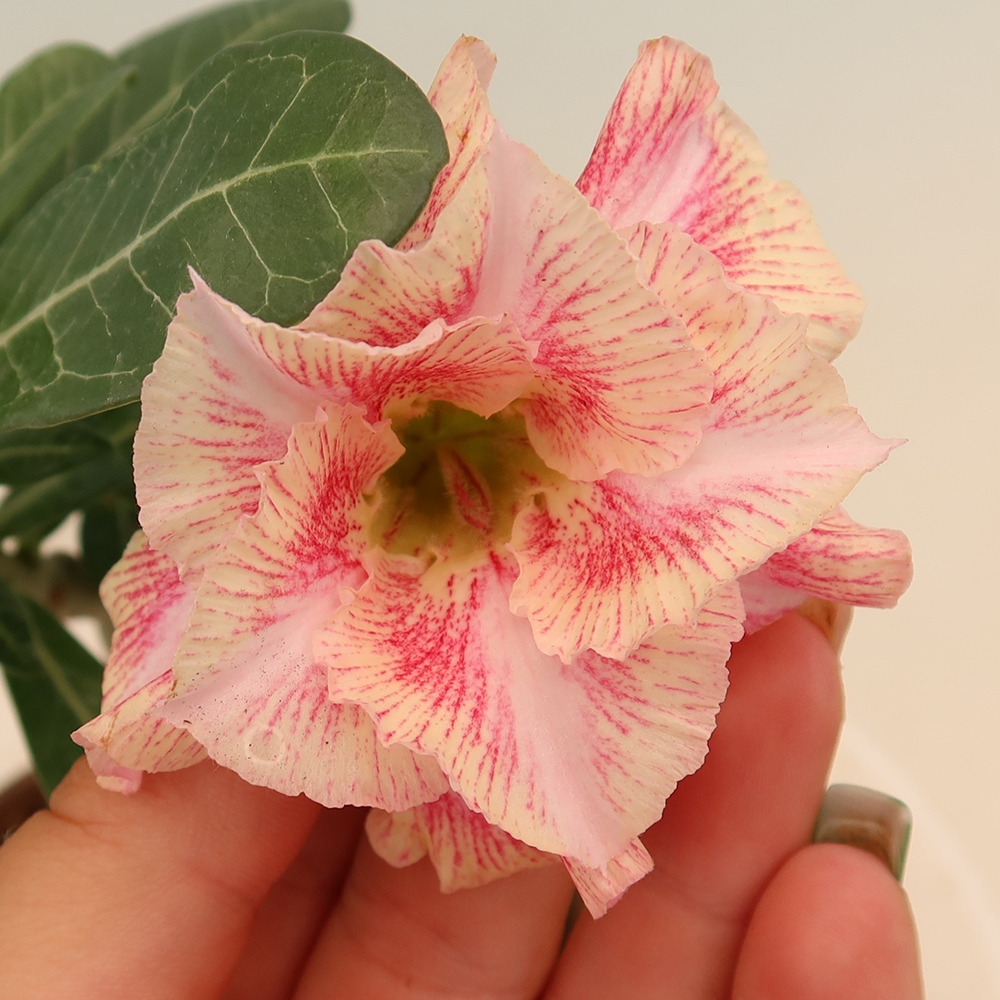 Pokojová bonsai - Adenium obesum roubovaná V.F.S.277  - Pouštní růže