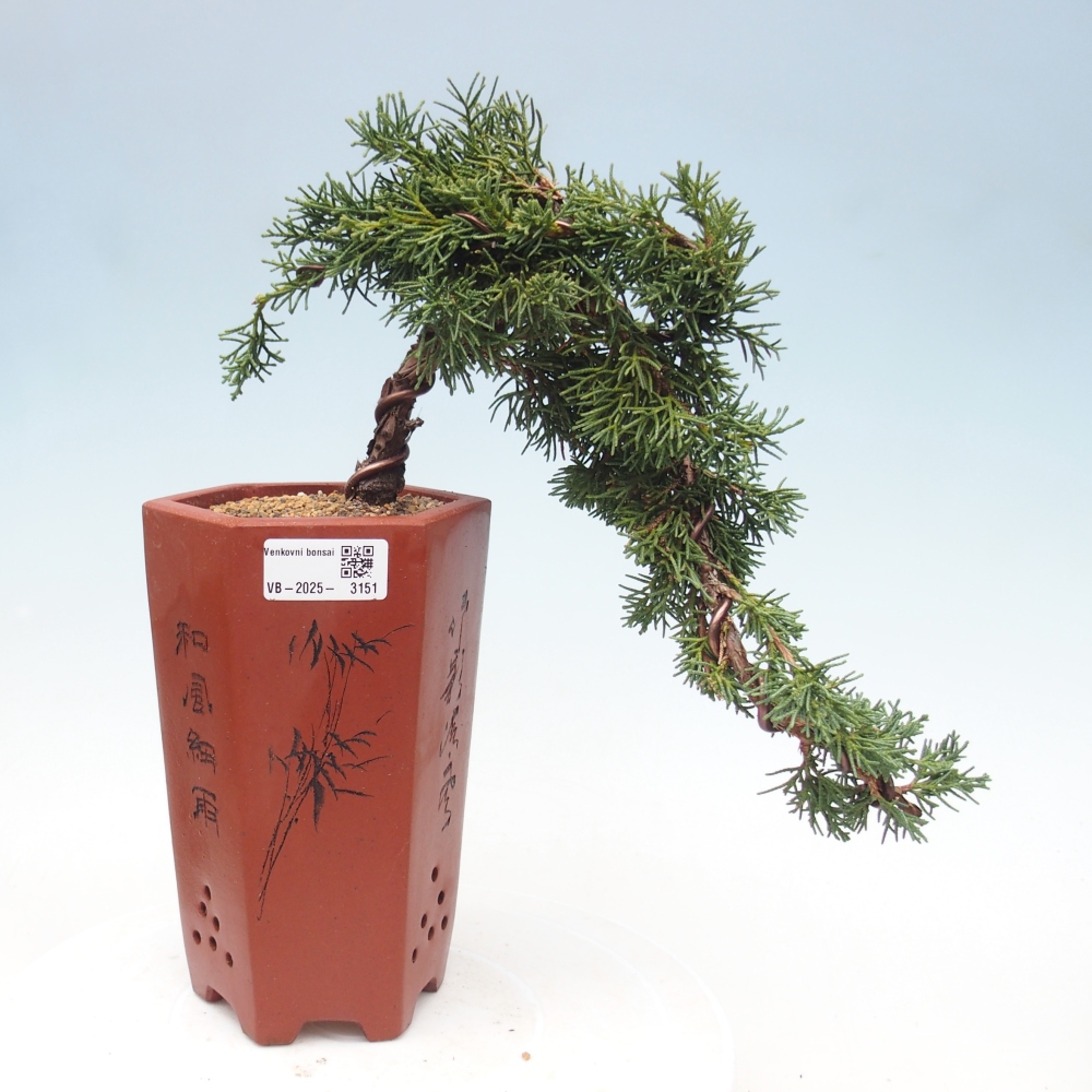 Venkovní bonsai - Juniperus chinensis Kishu -Jalovec čínský