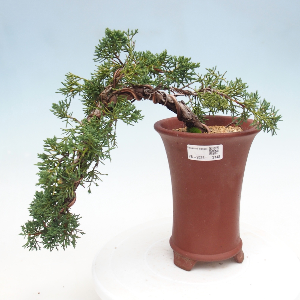Venkovní bonsai - Juniperus chinensis Kishu -Jalovec čínský