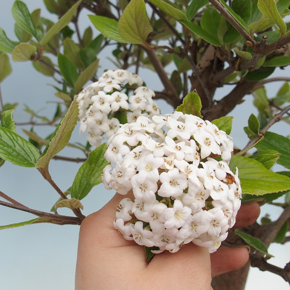 Venkovní bonsai-Kalina Bodnanská - Viburum carlesii hemsi