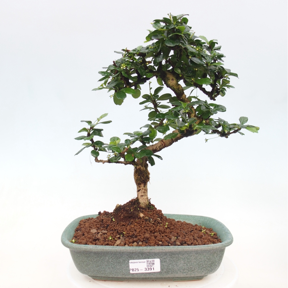 Pokojová bonsai - Carmona macrophylla - Čaj fuki