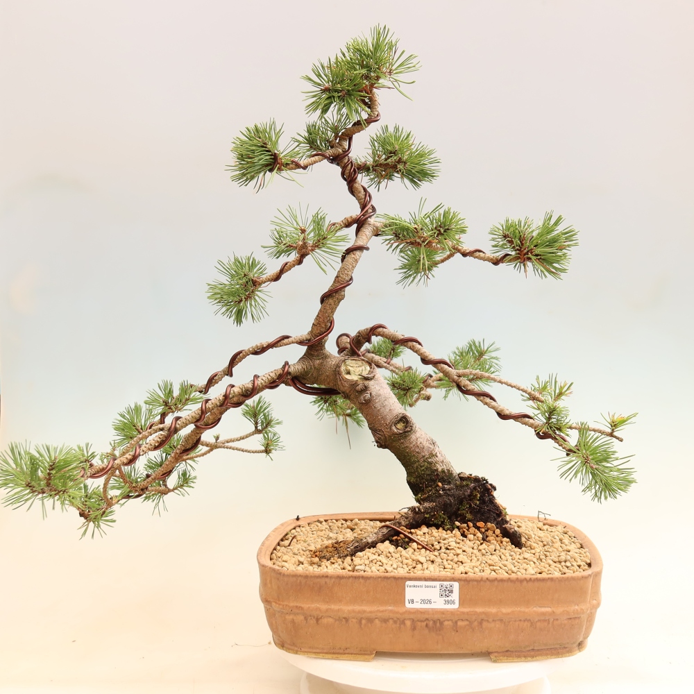 Venkovní bonsai - Pinus mugo Humpy  - Borovice kleč