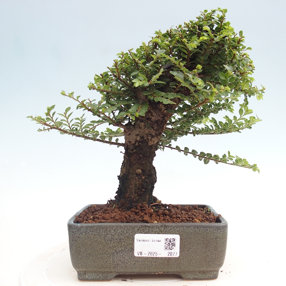 Venkovní bonsai - Ulmus parvifolia Hokkaido - jilm Čínský
