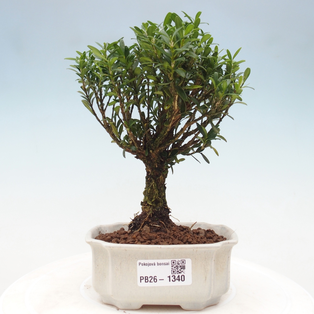 Pokojová bonsai - Buxus harlandii -korkový buxus