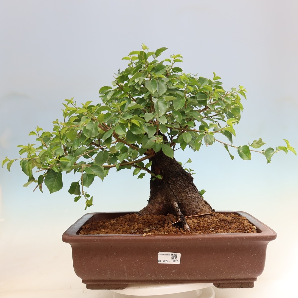 Venkovní bonsai - Mahalebka - Prunus mahaleb