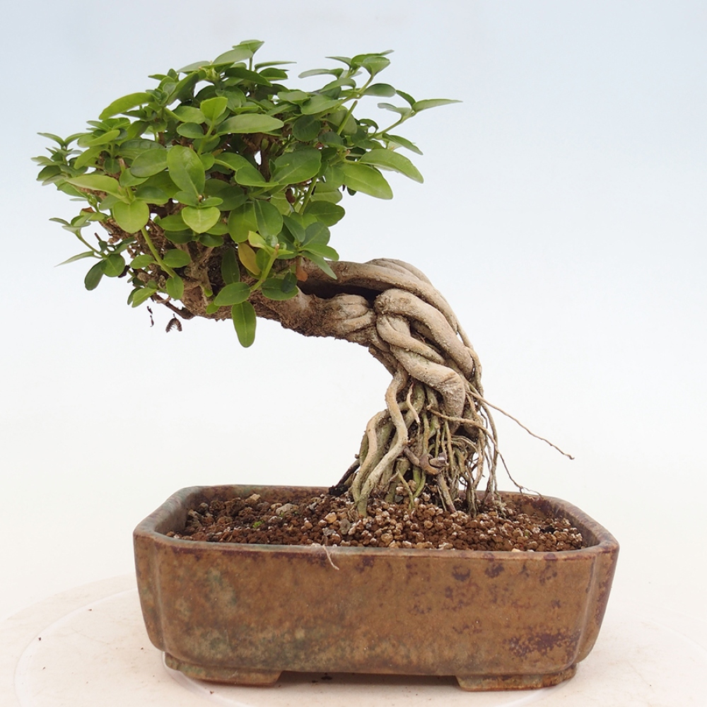 Pokojová bonsai - Premna serratifolia  - Kozlovoň malolistá