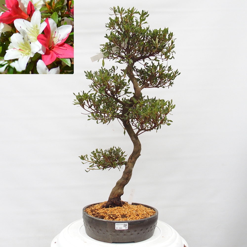 Venkovní bonsai - Japonská azalka - Azalea Chihiro