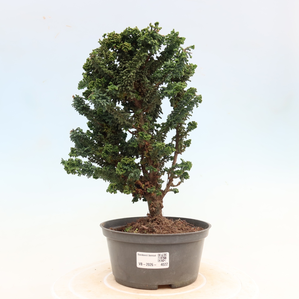 Venkovní bonsai - Cham. obtusa SEKKA HINOKI - Cypřišek