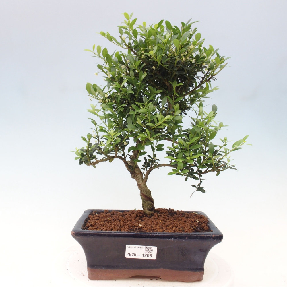 Pokojová bonsai - Ilex crenata - Cesmína