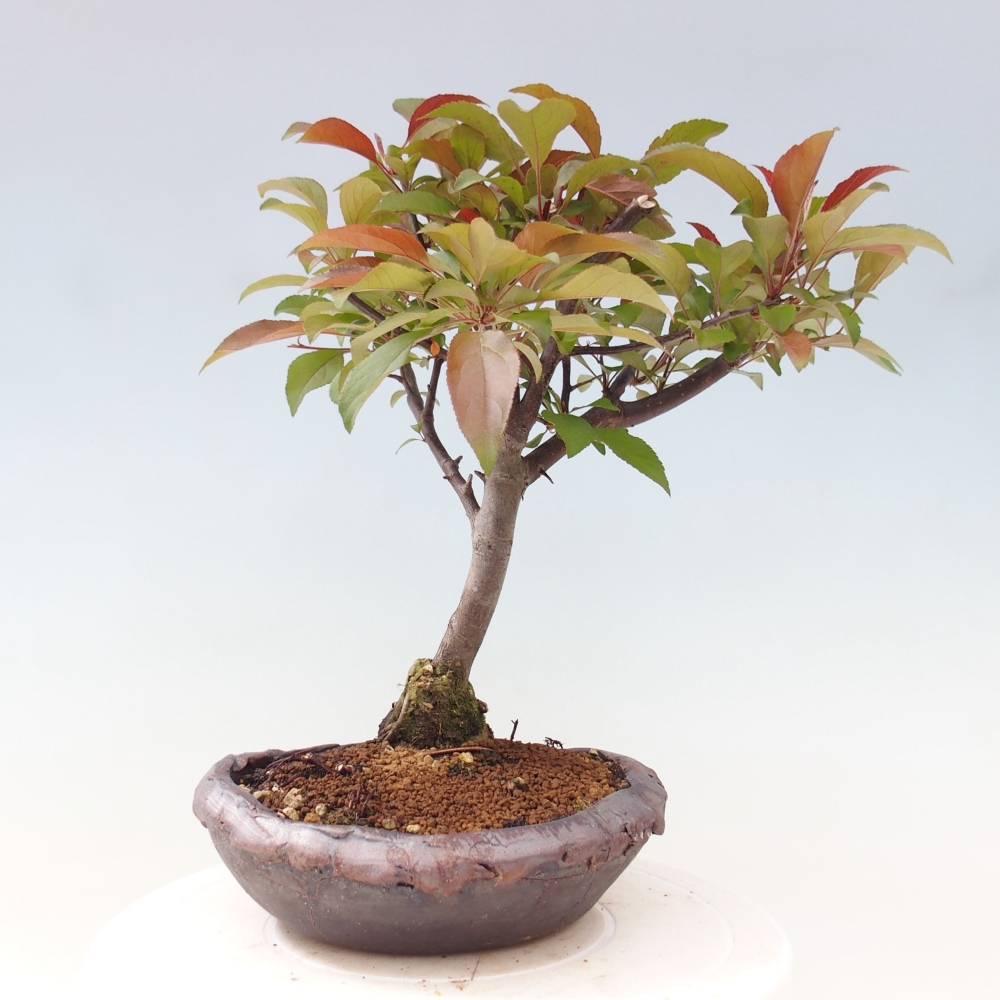 Venkovní bonsai -Malus domestica - Maloplodá jabloň červenolistá