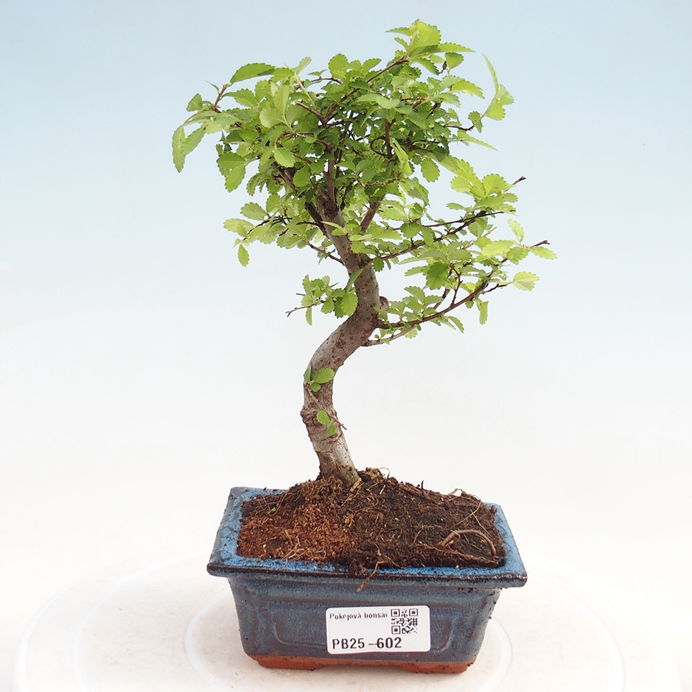 Pokojová bonsai - Ulmus parvifolia - Malolistý jilm
