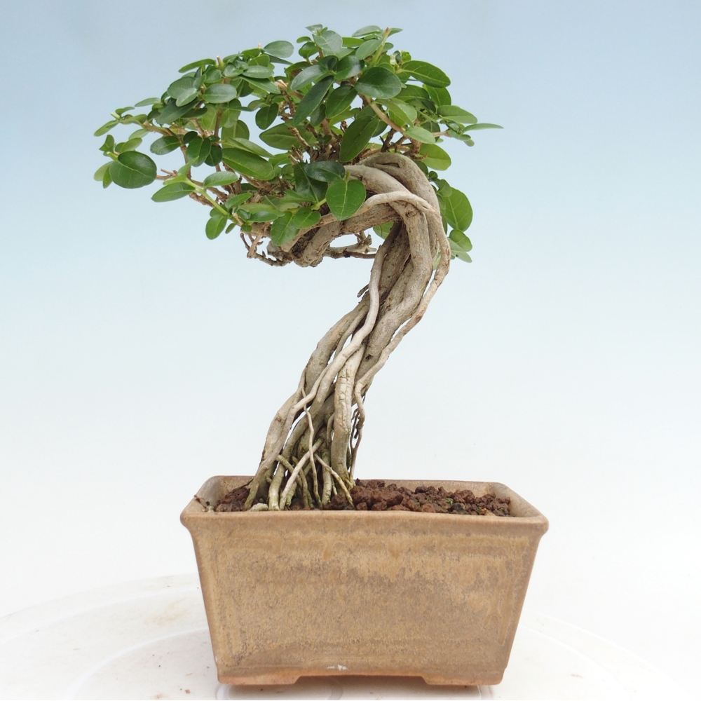 Pokojová bonsai - Premna serratifolia  - Kozlovoň malolistá