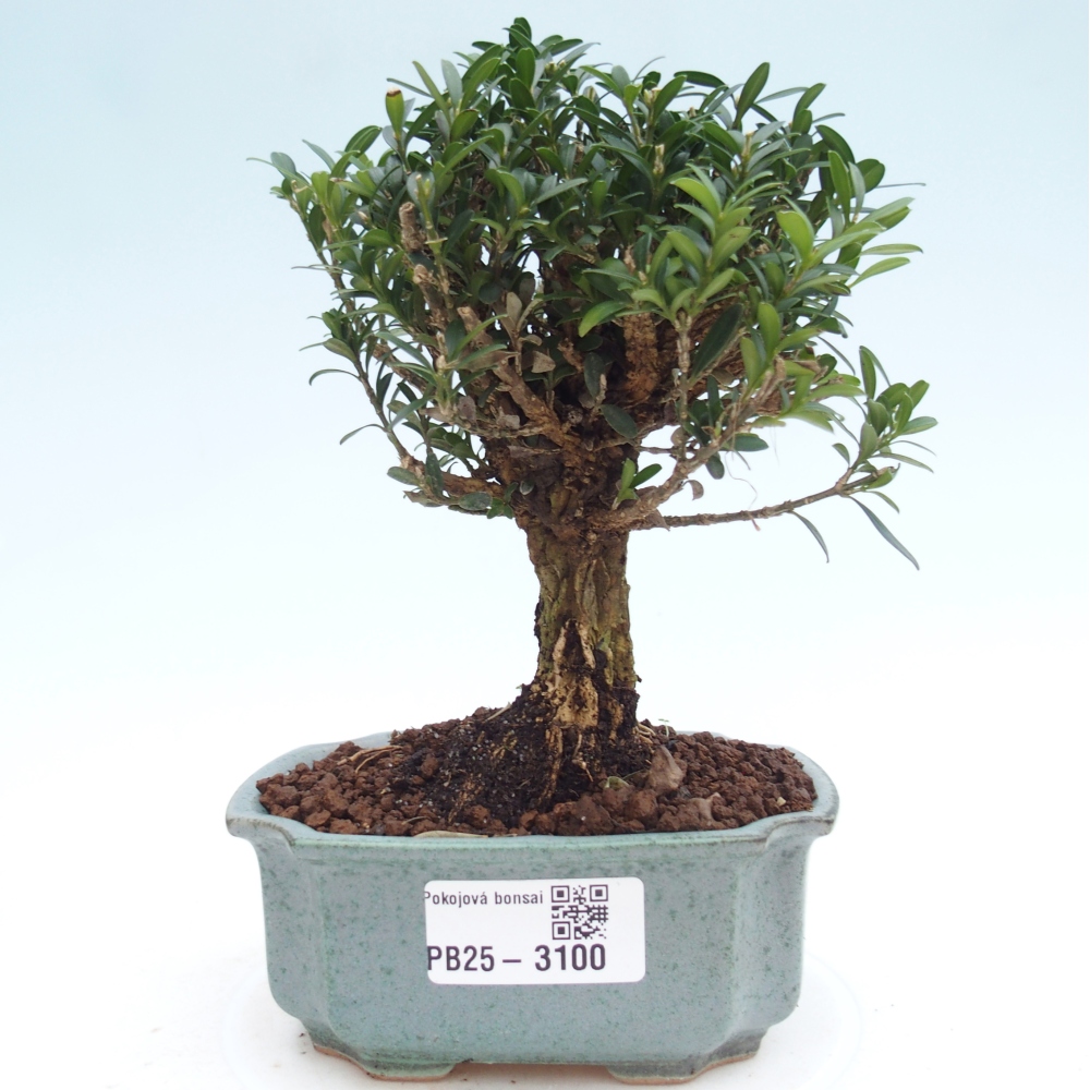 Pokojová bonsai - Buxus harlandii -korkový buxus
