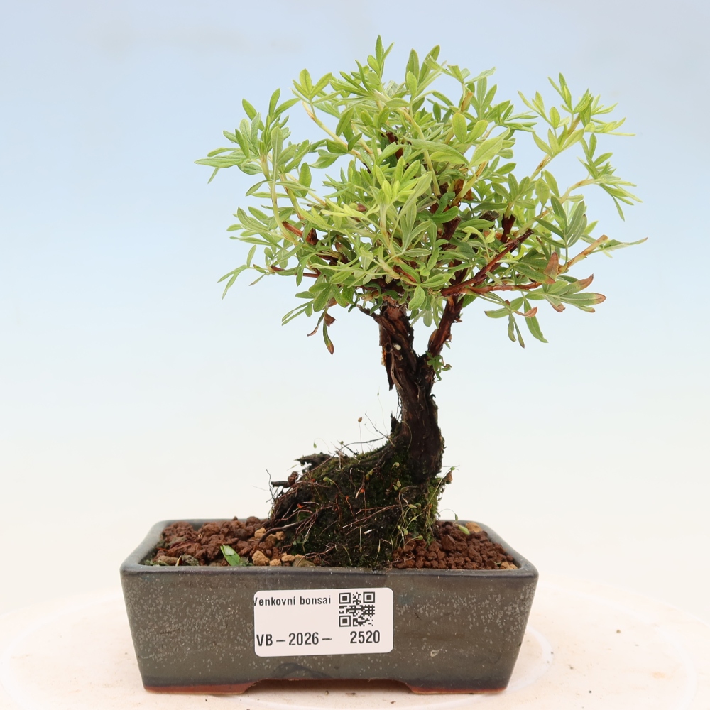 Venkovní bonsai-Mochna křovitá - potentila fruticosa 